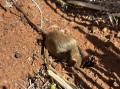 Os ratos estão assolando as regiões de cultivo, então onde estão as 50 iscas fortes? Os ratos estão assolando as regiões de cultivo, então onde estão as 50 iscas fortes?