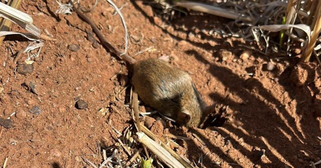 Os ratos estão assolando as regiões de cultivo, então onde estão as 50 iscas fortes?
