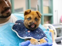 Pasadena Humane arrecada quantia impressionante para cachorrinho sem nariz: ‘Longa jornada de cura pela frente’ Pasadena Humane arrecada quantia impressionante para cachorrinho sem nariz: 'Longa jornada de cura pela frente'