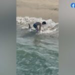 Um pescador entra nas ondas para libertar um tubarão-branco juvenil capturado em uma linha de pesca perto do cais de Hermosa Beach em 1º de abril de 2026. (Alexandra Garry)