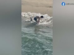 Pescador tira a roupa para libertar grande tubarão branco fisgado no píer de Hermosa Beach Um pescador entra nas ondas para libertar um tubarão-branco juvenil capturado em uma linha de pesca perto do cais de Hermosa Beach em 1º de abril de 2026. (Alexandra Garry)