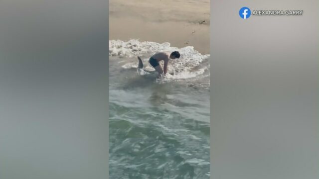 Um pescador entra nas ondas para libertar um tubarão-branco juvenil capturado em uma linha de pesca perto do cais de Hermosa Beach em 1º de abril de 2026. (Alexandra Garry)