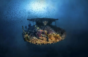 Pesquisadores da Marinha examinaram o fundo do mar e rastrearam um ping. Então eles encontraram um impressionante naufrágio de 500 anos. Yahoo news home