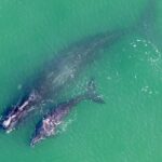 Ícone de conversão de texto em fala