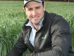 ‘Pior que 2021’: produtores pressionam por isca ZP 50 para combater a praga de ratos 'Pior que 2021': produtores pressionam por isca ZP 50 para combater a praga de ratos