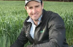 ‘Pior que 2021’: produtores pressionam por isca ZP 50 para combater a praga de ratos 'Pior que 2021': produtores pressionam por isca ZP 50 para combater a praga de ratos