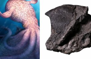 Polvo monstruoso aterrorizou os mares ao largo de BC na Era dos Dinossauros, sugere estudo Ícone de conversão de texto em fala