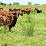 Por que bovinos e ovinos são a nova âncora dos preços dos imóveis agrícolas