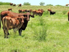 Por que bovinos e ovinos são a nova âncora dos preços dos imóveis agrícolas Por que bovinos e ovinos são a nova âncora dos preços dos imóveis agrícolas