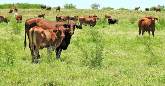 Por que bovinos e ovinos são a nova âncora dos preços dos imóveis agrícolas
