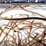 Por que os peixes migratórios de água doce precisam de “passagem segura” globalmente à medida que os números diminuem