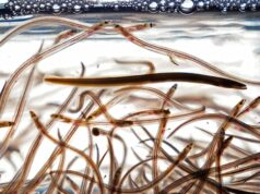 Por que os peixes migratórios de água doce precisam de “passagem segura” globalmente à medida que os números diminuem Por que os peixes migratórios de água doce precisam de “passagem segura” globalmente à medida que os números diminuem