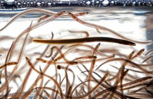 Por que os peixes migratórios de água doce precisam de “passagem segura” globalmente à medida que os números diminuem Por que os peixes migratórios de água doce precisam de “passagem segura” globalmente à medida que os números diminuem