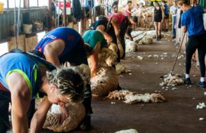 Primeira tosquia celebrada pelos novos proprietários do poderoso Rawlinna de Nullarbor Primeira tosquia celebrada pelos novos proprietários do poderoso Rawlinna de Nullarbor