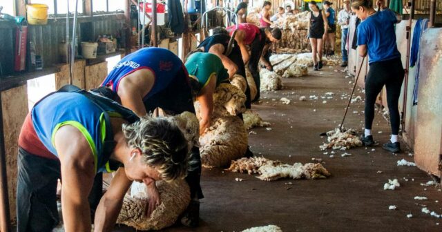 Primeira tosquia celebrada pelos novos proprietários do poderoso Rawlinna de Nullarbor
