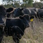 Produção recorde, novas barreiras: o paradoxal problema de crescimento da carne bovina australiana