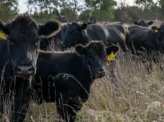 Produção recorde, novas barreiras: o paradoxal problema de crescimento da carne bovina australiana Produção recorde, novas barreiras: o paradoxal problema de crescimento da carne bovina australiana