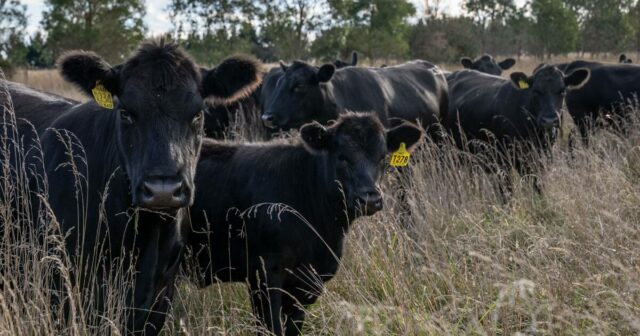 Produção recorde, novas barreiras: o paradoxal problema de crescimento da carne bovina australiana
