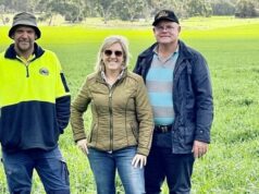Produtores de Wheatbelt ajudam a produzir a primeira aveia segura para celíacos da Austrália Produtores de Wheatbelt ajudam a produzir a primeira aveia segura para celíacos da Austrália