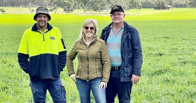 Produtores de Wheatbelt ajudam a produzir a primeira aveia segura para celíacos da Austrália
