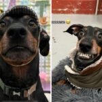 Dog's photos from daycare