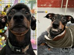 Proprietário deixa cachorro na creche – não está preparado para o que as fotos revelam Dog's photos from daycare