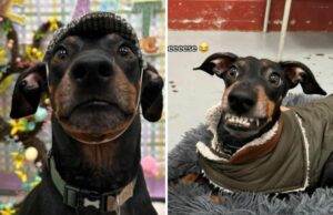 Proprietário deixa cachorro na creche – não está preparado para o que as fotos revelam Dog's photos from daycare