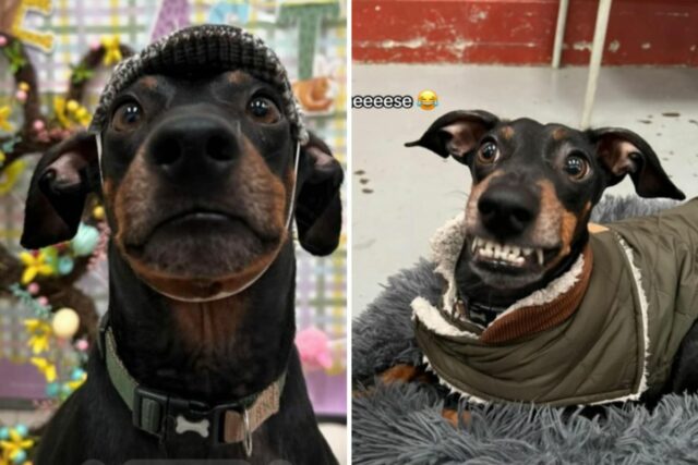 Dog's photos from daycare