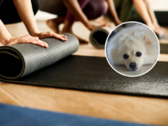 Proprietário deixa o tapete de Pilates de fora, despreparado para o que a Pomerânia fará a seguir Proprietário deixa o tapete de Pilates de fora, despreparado para o que a Pomerânia fará a seguir