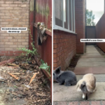 Proprietário encontra canil velho no quintal, o que eles fazem a seguir surpreende a Internet