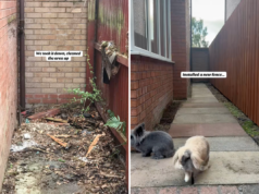 Proprietário encontra canil velho no quintal, o que eles fazem a seguir surpreende a Internet Proprietário encontra canil velho no quintal, o que eles fazem a seguir surpreende a Internet