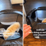 Proprietário vê cachorrinho indo 'tão bem' no novo cercadinho - então dá uma guinada dramática