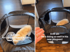 Proprietário vê cachorrinho indo ‘tão bem’ no novo cercadinho – então dá uma guinada dramática Proprietário vê cachorrinho indo 'tão bem' no novo cercadinho - então dá uma guinada dramática