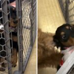 Dachshund puppy's reaction to class