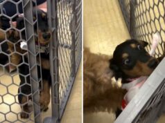 Proprietários levam filhote de cachorro Dachshund para aula de socialização, o tiro sai pela culatra rapidamente Dachshund puppy's reaction to class