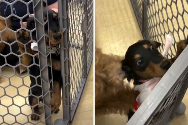 Dachshund puppy's reaction to class