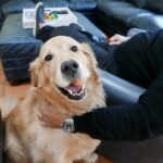 Quer um cachorro do tipo 'Golden Retriever', mas tem alergia? Experimente estas raças