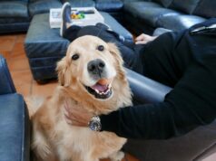 Quer um cachorro do tipo ‘Golden Retriever’, mas tem alergia? Experimente estas raças Quer um cachorro do tipo 'Golden Retriever', mas tem alergia? Experimente estas raças