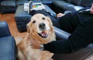 Quer um cachorro do tipo ‘Golden Retriever’, mas tem alergia? Experimente estas raças Quer um cachorro do tipo 'Golden Retriever', mas tem alergia? Experimente estas raças