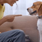 Querida Abby: Não posso mais cuidar do cachorro indisciplinado do meu filho