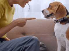 Querida Abby: Não posso mais cuidar do cachorro indisciplinado do meu filho Querida Abby: Não posso mais cuidar do cachorro indisciplinado do meu filho