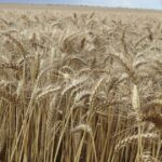 Questões de custo e oferta diminuem as esperanças de outra safra abundante, diz novo relatório