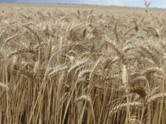 Questões de custo e oferta diminuem as esperanças de outra safra abundante, diz novo relatório Questões de custo e oferta diminuem as esperanças de outra safra abundante, diz novo relatório