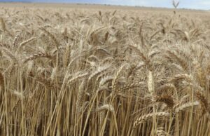 Questões de custo e oferta diminuem as esperanças de outra safra abundante, diz novo relatório Questões de custo e oferta diminuem as esperanças de outra safra abundante, diz novo relatório