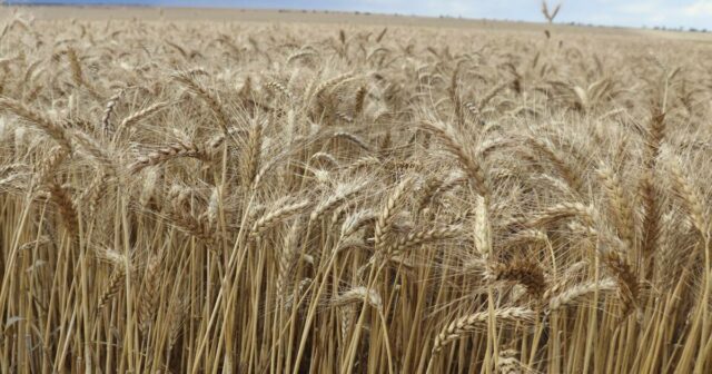 Questões de custo e oferta diminuem as esperanças de outra safra abundante, diz novo relatório
