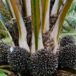 Rastreabilidade Industri Sawit Nasional Hadapi Tantangan, Ini Kata Pakar