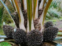 Rastreabilidade Industri Sawit Nasional Hadapi Tantangan, Ini Kata Pakar Rastreabilidade Industri Sawit Nasional Hadapi Tantangan, Ini Kata Pakar