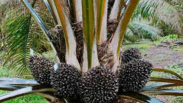 Rastreabilidade Industri Sawit Nasional Hadapi Tantangan, Ini Kata Pakar
