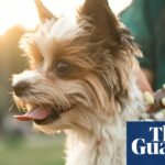 Rastreador de fitness para Fido? Especialistas se dividem sobre os benefícios da tecnologia para animais de estimação