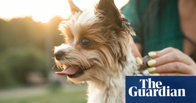 Rastreador de fitness para Fido? Especialistas se dividem sobre os benefícios da tecnologia para animais de estimação
